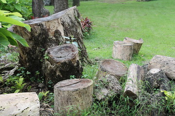 Fototapeta premium cut tree