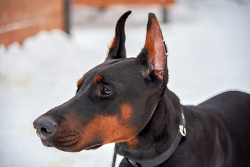 Dog breed Doberman on the street in winter. Portrait