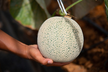 Cantaloupe