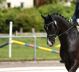 Horse dressage black thoroughbred in close-up under the rider in a dressage test, head portraits on...