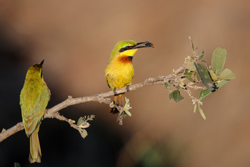 Obraz premium Little bee-eater with a prey in Kruger National Park in South Africa