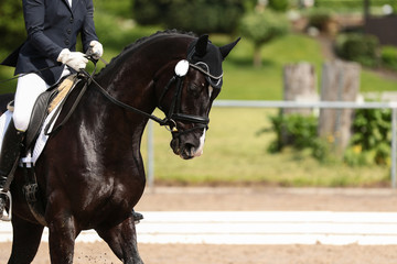 Horse dressage white horse in the Kopfortraits under the rider goes in line with the vertical..