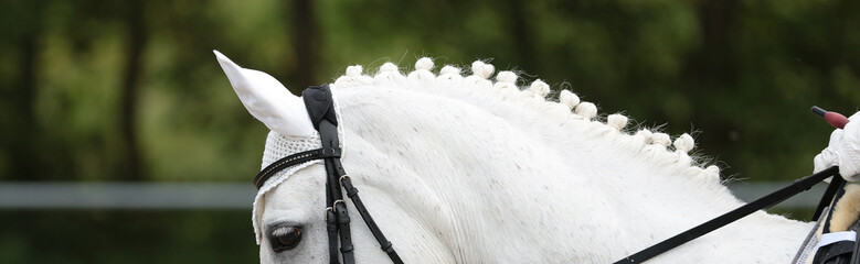 Horse Dressage White in the form of a head under the rider, following the vertical line, the neckline with braided mane was photographed.. © RD-Fotografie