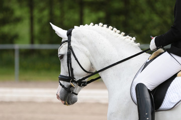 Horse dressage white horse in the Kopfortraits under the rider goes in line with the vertical..