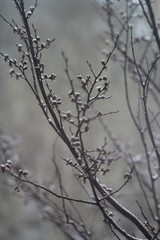 Fototapeta na wymiar Grey gloomy autumn branches with small amount of first snow