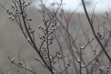 Fototapeta na wymiar Grey gloomy autumn branches with small amount of first snow