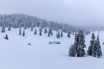 Mountain landscape with fir trees covered in snow