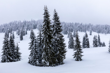 Obraz premium Mountain landscape with fir trees covered in snow