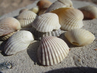 sea shells on the beach