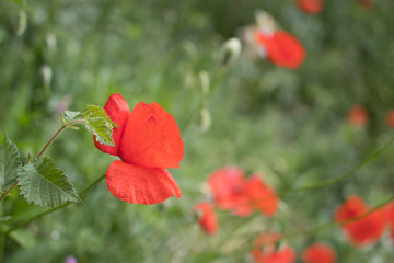 Isolated poppy flower (papaver) with green background