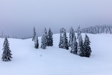 Mountain landscape with fir trees covered in snow