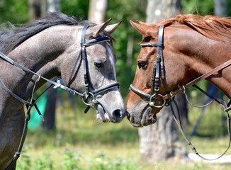 Portrait of two Arab horses