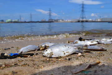 dirty sea industrial area Dead fish