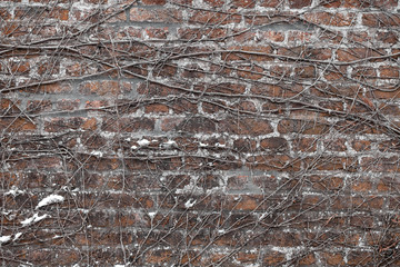 Brick wall overgrown with tree branches