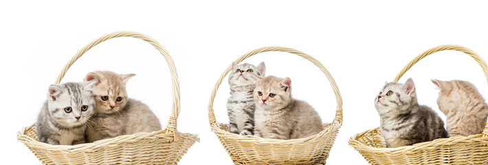 collage of cats in basket isolated on white