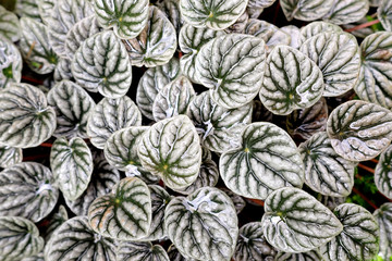 Fototapeta na wymiar Peperomia sandersii, White leaves pattern background.