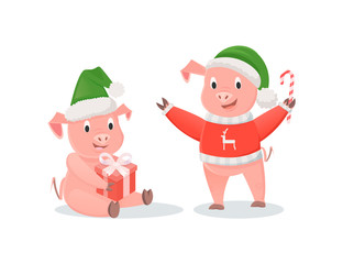 New Year pigs in Santa hats, gift box and cane candy. Piglets in knitted sweater, lollipop and present, winter holidays vector illustrations isolated