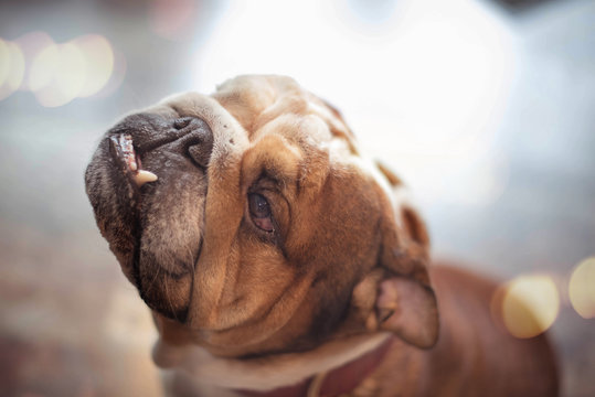 Bouledogue anglais en gros plan