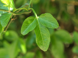 Poncirus trifoliata - Feuille trifoliée du citronier épineux