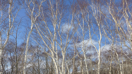 white birch in winter
