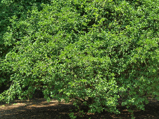Fototapeta na wymiar Poncirus trifoliata - Le citronier épineux, un bel arbuste d'ornement aux petites fleurs blanches du printemps.