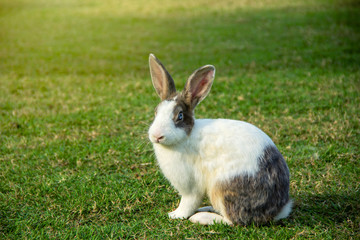 rabbit white body and gray have blue eyes sitting on the grass.