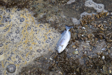 dirty sea industrial area Dead fish