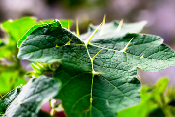 green leaf in the garden
