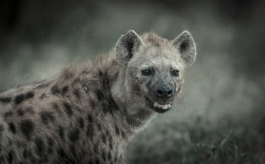 Hyena South Africa