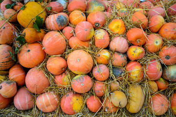 decorative pumpkins of various shapes in the straw