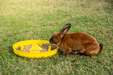 Brown rabbit are eating pellets food in a yellow plastic tray on the grass in the garden.