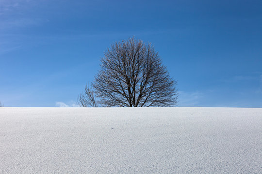 Baum_im_Schnee_3866