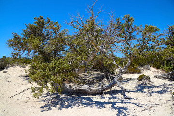 Juniper on the desert island of Chrissi, protected area, Greece