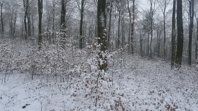 Snow covered forest in winter, Serrig, Saar Valley, Rhineland-Palatinate, Germany, Europe