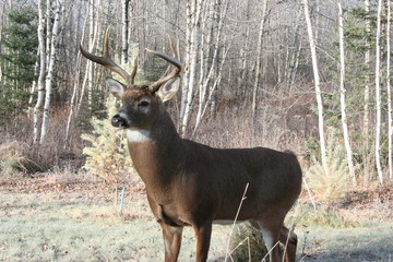 Cerf en forêt