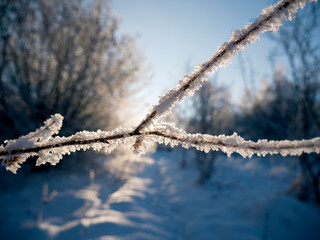 Obraz premium Winter forest in the snow. Mountains of snow. Frost and snowflakes. Location place Carpathian Ukraine, Europe
