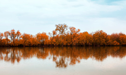 natural cloudy background with trees reflected as a mirror in a calm pond during the autumn rain