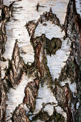 Closeup full frame of a natural white birch with cracked bark and abstract pattern.