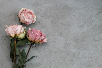 pink rose on gray background
