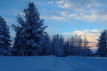 Snowy fir on background of sunset, village Malye Karely, Arkhangelsk region, Russia
