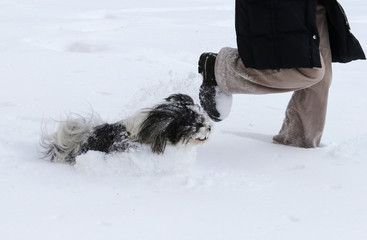 Cute Shih tzu doog and wooman running in the snow