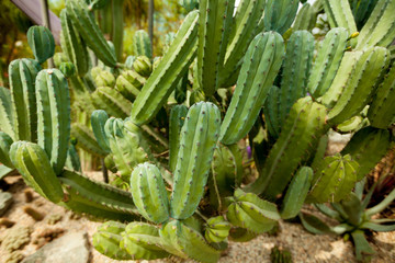 Green cactus grows in the Park