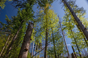Panoramic view of a fir forest attacked by pests on a Spring day.