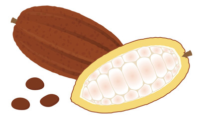 カカオのイラスト