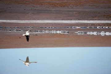 flamingos in Uyuni national park