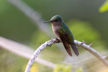 Colibri huppé