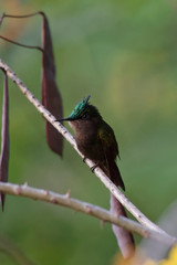 Colibri huppé