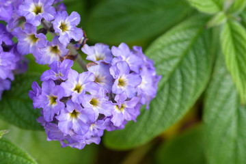 ヘリオトロープ(紫)