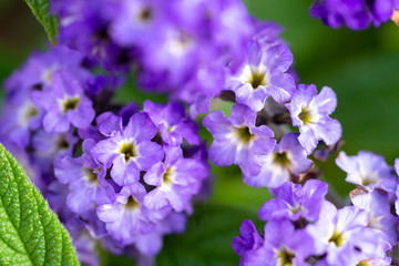 ヘリオトロープ(紫)