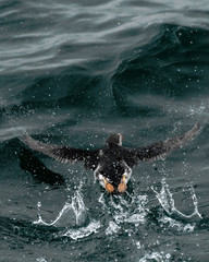 Fototapeta premium Puffin in Flight